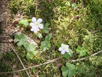 Kyslička obyčajná